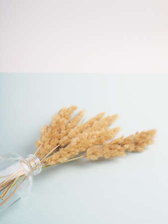 spikelets of dried flowers lagurus natural color on a white backgroundの写真素材
