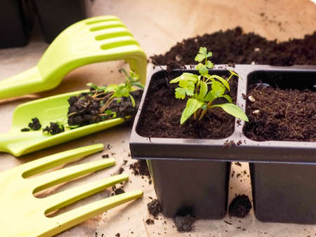 flowers and vegetables on retro wooden background. House plant. Seedlings in pots. Seedlings grow at home. Growing seedlings at home. The beginning of the gardening seasonの写真素材