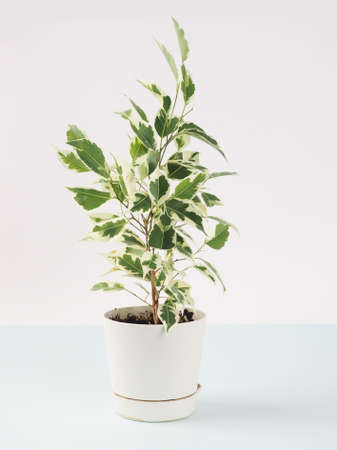 Ficus benjamin banner on a light background, copy space for textの写真素材