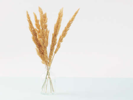 Close up bouquet of dry spikelets on pastel blue background.の写真素材