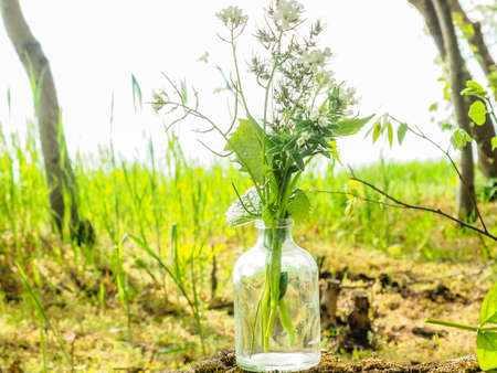 Bouquet of green herbs in a glass bottle on the background of the forest and natureの写真素材