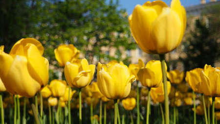 yellow tulips in the field, banners with flowers, bright springの写真素材