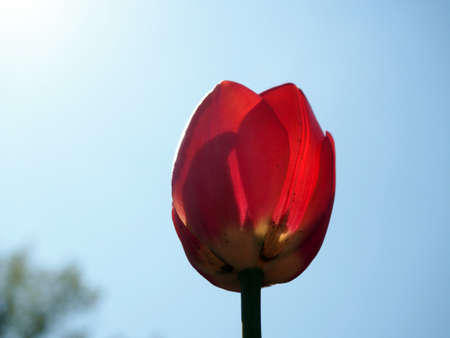 Red tulips in the field, banners with flowers, bright spring.の写真素材