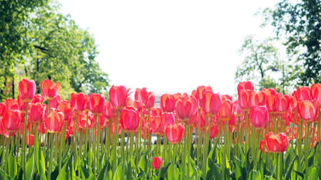 Red tulips in the field, banners with flowers, bright springの写真素材