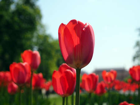Red tulips in the field, banners with flowers, bright spring.の写真素材