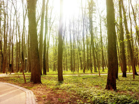 New pathway and beautiful trees track for running or walking and cycling relax in the park on green grass field on the side of the golf course. Sunlight and flare background conceptの写真素材