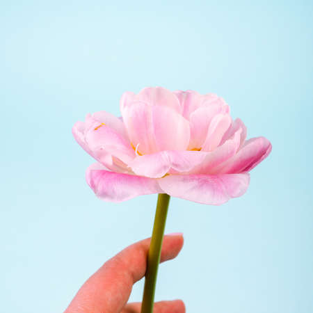 Hand holding a delicate pink tulip on a blue background.の写真素材