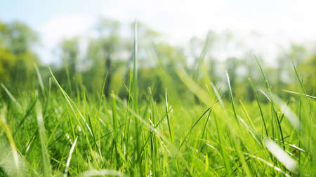 fresh spring green grass with drops of dew, border design panoramic banner.の写真素材