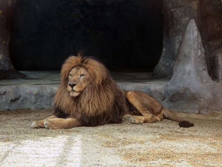 Beautiful graceful lion in captivity, view of a male lion in a zoo, nature reserves.の写真素材