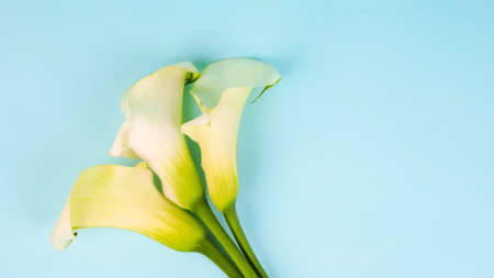 Banner Calla Lily Flowers shot in the studio on a blue background, copy space postcard.の写真素材