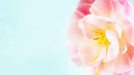 banner alone pink tulip on blue background with copy space for card.の写真素材