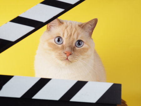 White cheerful cat looks through Clapperboard on a yellow background.の写真素材