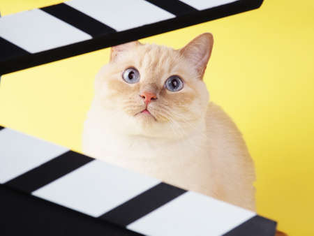 White cheerful cat looks through Clapperboard on a yellow background.の写真素材