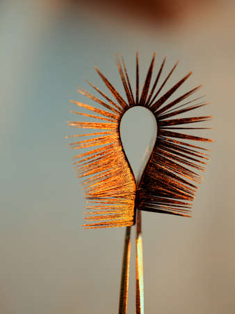 Gold eyelash extensions, Yellow Tweezers.の写真素材