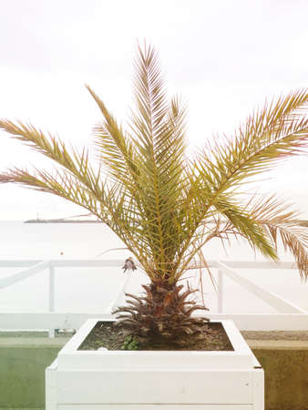 Tropical potted palm tree on the street against the background of the sea, a plant in a natural environment.の写真素材