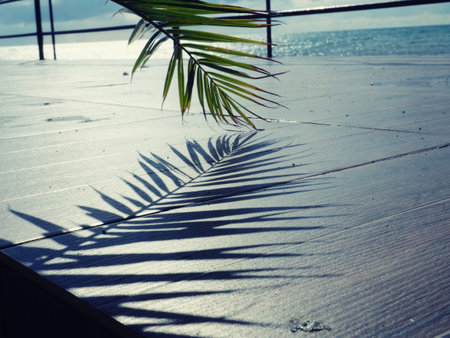 Close-up of palm leaves, tropical banners, background for design.