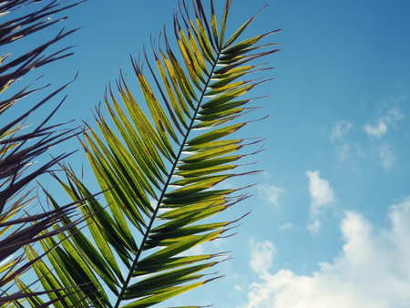 Close-up of palm leaves, tropical banners, background for design.