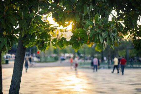Evening in Tirana. Blooming magnolia and blur city scape with sunset light and people silhouettes. の写真素材