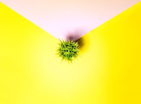Pop art style minimalism background, envelope concept, yellow and pink, green grass pot. top view. の写真素材