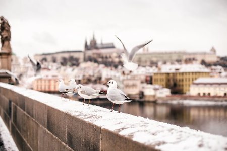 Famous seagulls flying around The Charles Bridge over Vltava river in Prague captured in winter.の写真素材