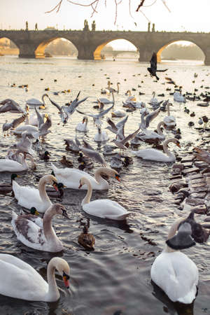 Gorgeous birds: swans, seagulls and ducks in the water of Vltava River in Prague and famous Charles Bridge in the background.の写真素材