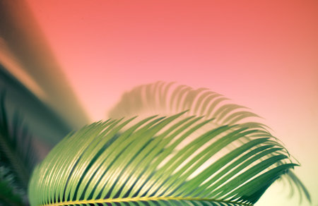 Close up evergreen leaf of a palm tree with a shadow calm green background 