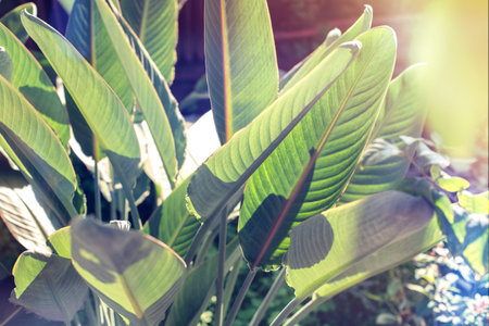 Back light sunflare palm tree green textured leaves