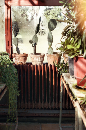 Several pots with cacti on rustic window in a greenhouseの写真素材