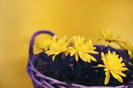 Basket with yellow flowers on yellow backgroundの写真素材