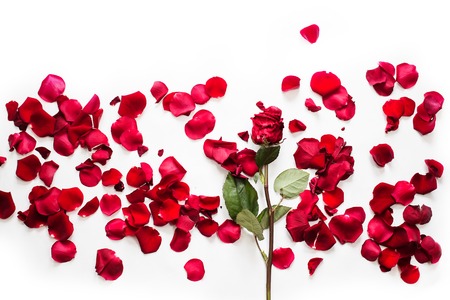 Red roses and rose petals isolated on white.の写真素材
