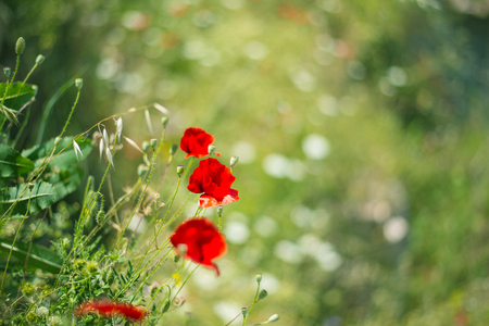 Red poppy, symbol of Albania, in Historic city of Berat in Albaniaの写真素材