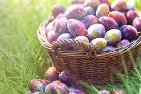 Ripe plums in wicker basket shortly after rain in bright sunlight. Albania harvest.の写真素材