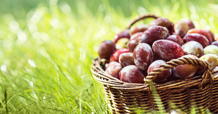 Ripe plums in wicker basket shortly after rain in bright sunlight. Albania harvest.の写真素材
