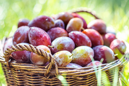 Ripe plums in wicker basket shortly after rain in bright sunlight. Albania harvest.の写真素材