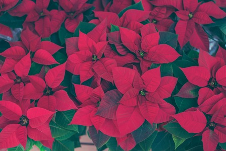Red poinsettia. Christmas traditional flower on wooden tableの写真素材