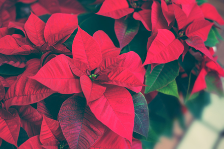 Red poinsettia. Christmas traditional flower on wooden tableの写真素材