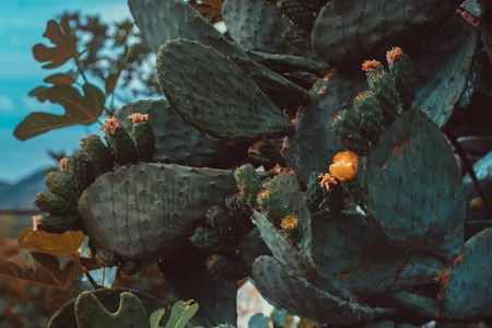 Giant blooming cactus close upの写真素材