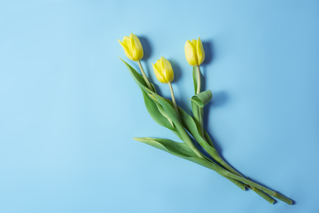 Yellow tulips over pastel blue background with copy spaceの写真素材