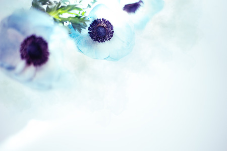 Blue Anemona Blossomの写真素材