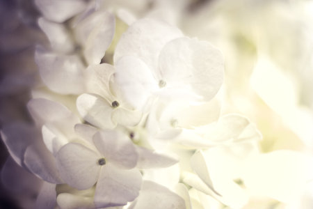 Soft Hydrangea Hydrangea macrophylla or Hortensia flower