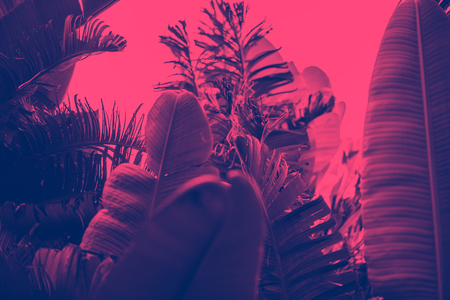 Palm leaves dark green backgroundの写真素材