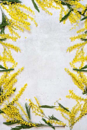 Mimosa flowers bunch isolated on white backgroundの写真素材