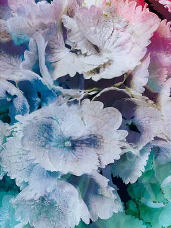 white hydrangea flowers tender romantic floral background