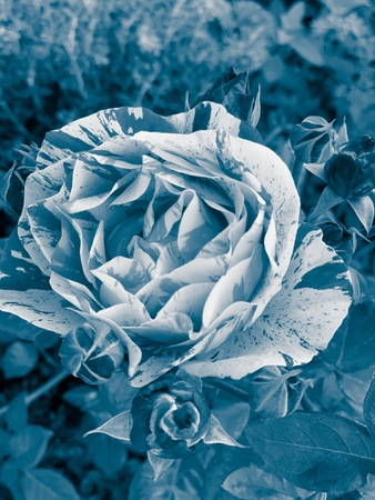 Peony flowering tulip in trendy duotones colors. Minimal styled concept background.の写真素材