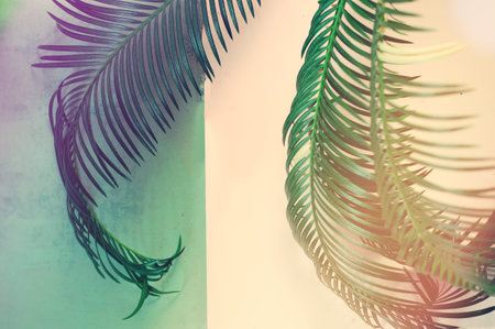 Green leaves of palm tree on pink background