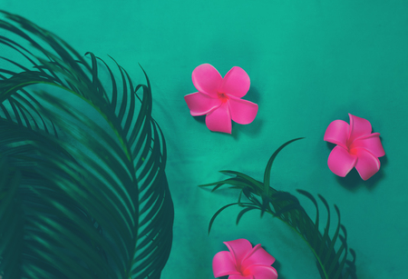 Green leaves of palm tree on dark green backgroundの写真素材