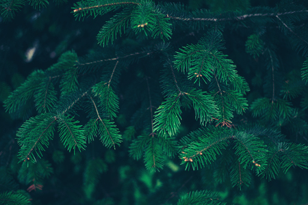 Background a texture furry spruce tree branchesの写真素材