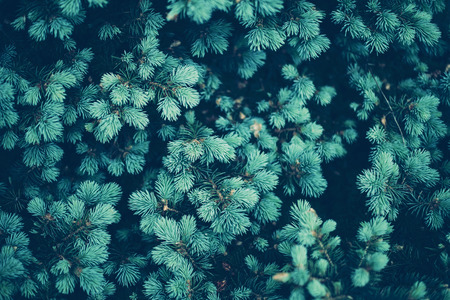 Background a texture furry spruce tree branchesの写真素材