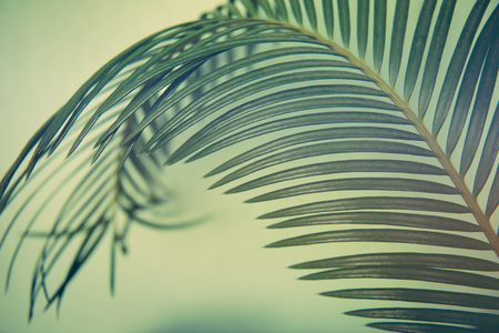 trendy design, nature and background concept blue duotone palm tree leavesの写真素材