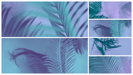 trendy design, nature and background concept blue duotone palm tree leavesの写真素材